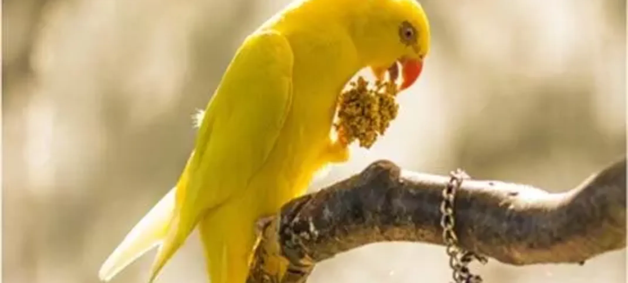 Sunny, Indian Ringneck Parakeet